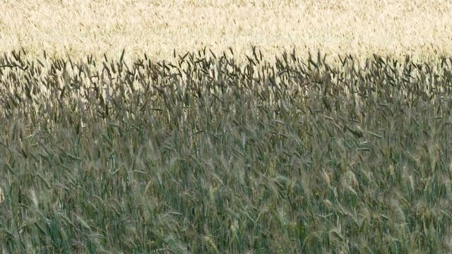 Wheat field. Sunny day. Part of it is in the shadow.