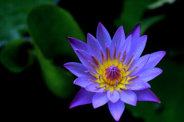 purple water lily
purple flower
water lily
water plant