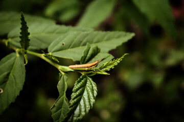 grasshopper on a leaf
green grasshopper on a leaf
grasshopper on top
