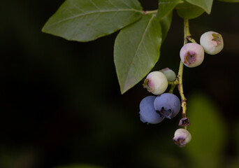 Close up of a blueberry just before harvest.