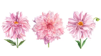 Fototapete Dahlie Eleganter Dahliensatz aus rosa Blumen auf isoliertem weißem Hintergrund, Aquarellillustration, Sammlung, Grußkarten