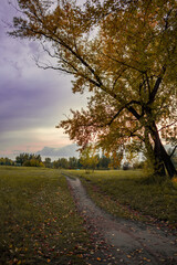 Naklejka premium road in autumn forest