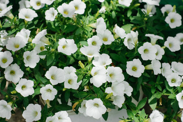 Colorful and bright blooming Petunia flowers.Gardening.  Floriculture.