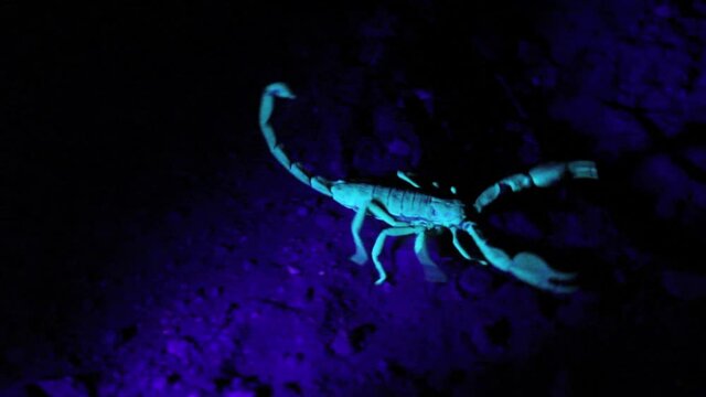 Arabian fat-tailed scorpion (Androctonus crassicauda) in ultra violet light