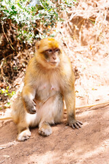 Vertical photo of a monkey sitting on the ground in an arid terrain