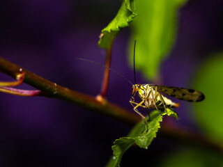 Close up of a scorpion fly.