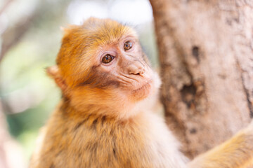 Selective focus on the face of a monkey clinging to a tree