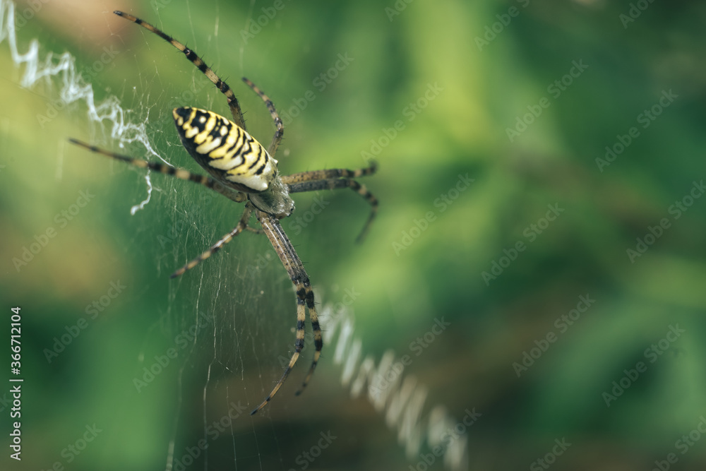 Aufkleber cobweb or spider's web against a natural background, dew drops on a spider .