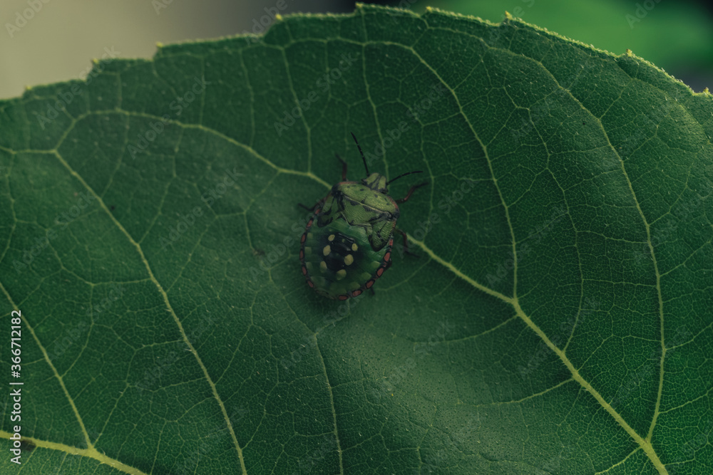 Aufkleber Close Up of linen skin stink bug on the green leaf, The brown marmorated stink bug is an insect in the family Pentatomidae..Nature background pattern texture for design.