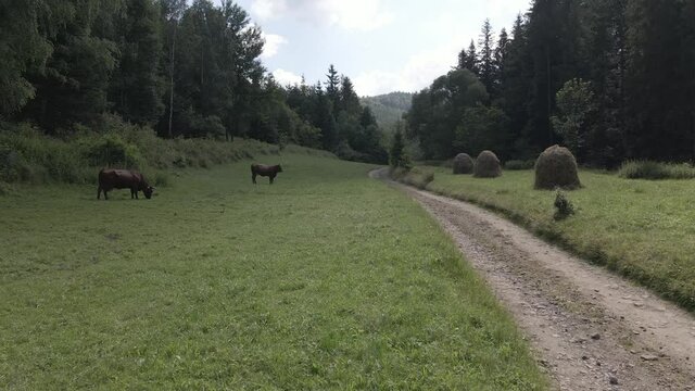 Aerial shot of  mountains meadow in Beskidy, flying over gravel road in Rajcza.