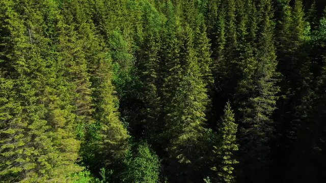 Aerial shot flying above endless green spruce forest.