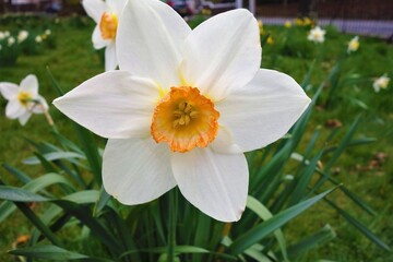 daffodils in spring
