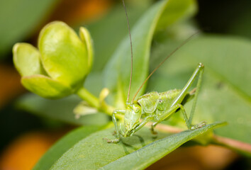 A green grasshopper sitting on a leaf ready to jump.