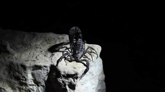 Arabian fat-tailed scorpion (Androctonus crassicauda) in ultra violet light