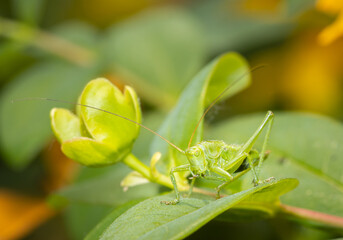 A green grasshopper sitting on a leaf ready to jump.