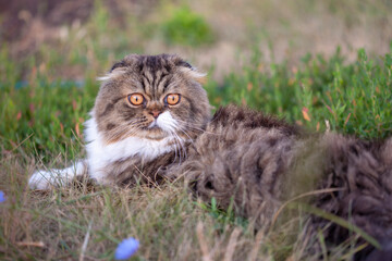 Naklejka na ściany i meble Furry cat in the grass. Narrow focus.