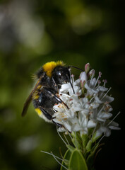 Bumblebee collecting nectar from a white flower. Close up.