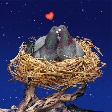 nid d'amour, mariage, amoureux, romantique, coeur, s'installer, les tourterelles  pigeon, animal, colombe, nature, bec, , faune, sauvage, bleu, ailes, 