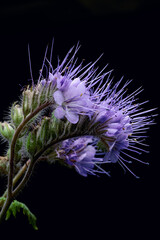Close-up shot of Rainfarn-Phazelie (Phacelia tanacetifolia) flower on black, Soil fertility can be further improved by this plant to add organic matter which promotes a healthy, fertile soil