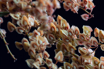 Plakat autumn colored flower seeds in a close-up, use as background pattern or moody artworks, dark mood, macro