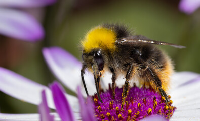 Bumblebee collecting nectar from a white flower. Close up.