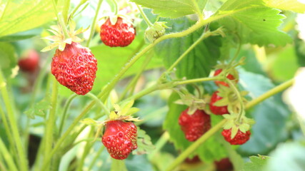 a bush of natural organic organic strawberries with small ripe berries among green leaves as a symbol of a warm, fragrant, delicious summer day