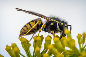 Bienen, Hummeln, Bremsen, Wespen, Fliegen, Schmetterlinge, Schwebfliegen beim fressen und bestäuben von Nutzpflanzen und anderen Blumen