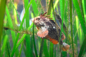 水草の間をゆっくり泳ぐハオコゼの姿