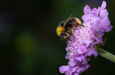 Bumblebee collecting nectar from a white flower. Close up.