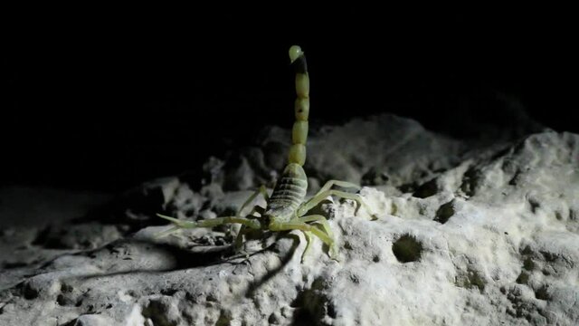 Israeli desert scorpion Deathstalker on a rock, threatening the cameraman