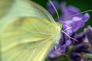 Bienen, Hummeln, Bremsen, Wespen, Fliegen, Schmetterlinge, Schwebfliegen beim fressen und bestäuben von Nutzpflanzen und anderen Blumen