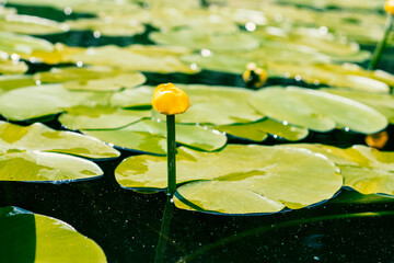 Yellow flower from water lily
