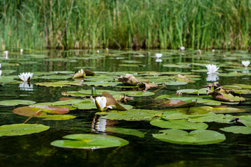 White flower from water lily
