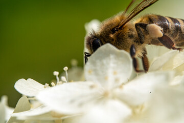 Bienen, Hummeln, Bremsen, Wespen, Fliegen, Schmetterlinge, Schwebfliegen beim fressen und bestäuben von Nutzpflanzen und anderen Blumen