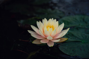 Beautiful Thai Lotus in dark blue water surface