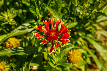 Rote Blumen-Blüte im Hausgarten