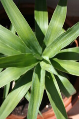 Obraz premium Green plaints of Chroatia