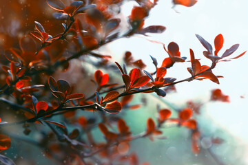 lovely red autumn leaves, tree branches close-up, autumn nature
- 366715300