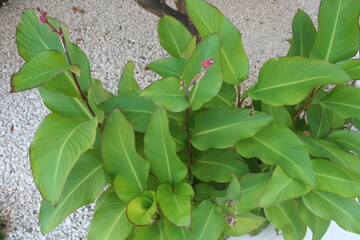 Green plaints of Chroatia