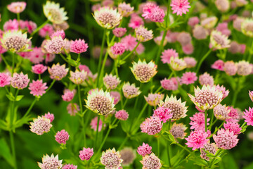 Astrantia pink flowers. Astrantia major Moulin Rouge