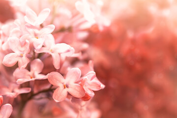 lovely pink flowers close-up, beautiful floral background, spring flowers
- 366715358
