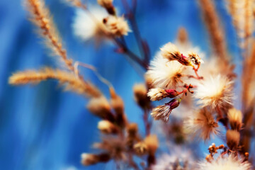 cute fluffy dandelion flowers, beauty in nature
- 366715360