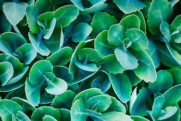 decorative cabbage plant close-up, fresh green leaves, floral background - 366715540
