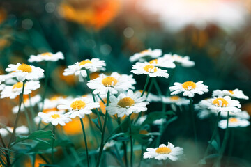 white daisy flowers, summer meadow with flowers, beauty in nature - 366715542
