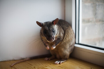 Giant african pouched rat in front of window
