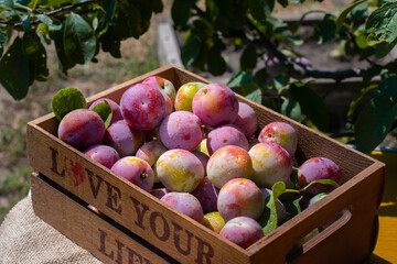 Fresh plums in wooden box on wood table. Pink plum with leaves. Food fruit Background. Summer postcard. Harvesting in the garden. Harvest of plum