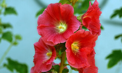 Scarlet mallow flowers