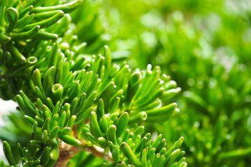 Crassula ovata Gollum. Succulent Crassulaceae or Stonecrops. Shrubby succulent with tubular leaves close-up