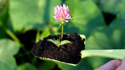 Gardening at spring. Close up green plastic trowel with flower into dirt or soil to dig into bare soil garden. Planting in garden a pink flower. Gardener's hands transplant a flower into ground