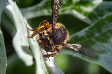 Bienen, Hummeln, Bremsen, Wespen, Fliegen, Schmetterlinge, Schwebfliegen beim fressen und bestäuben von Nutzpflanzen und anderen Blumen